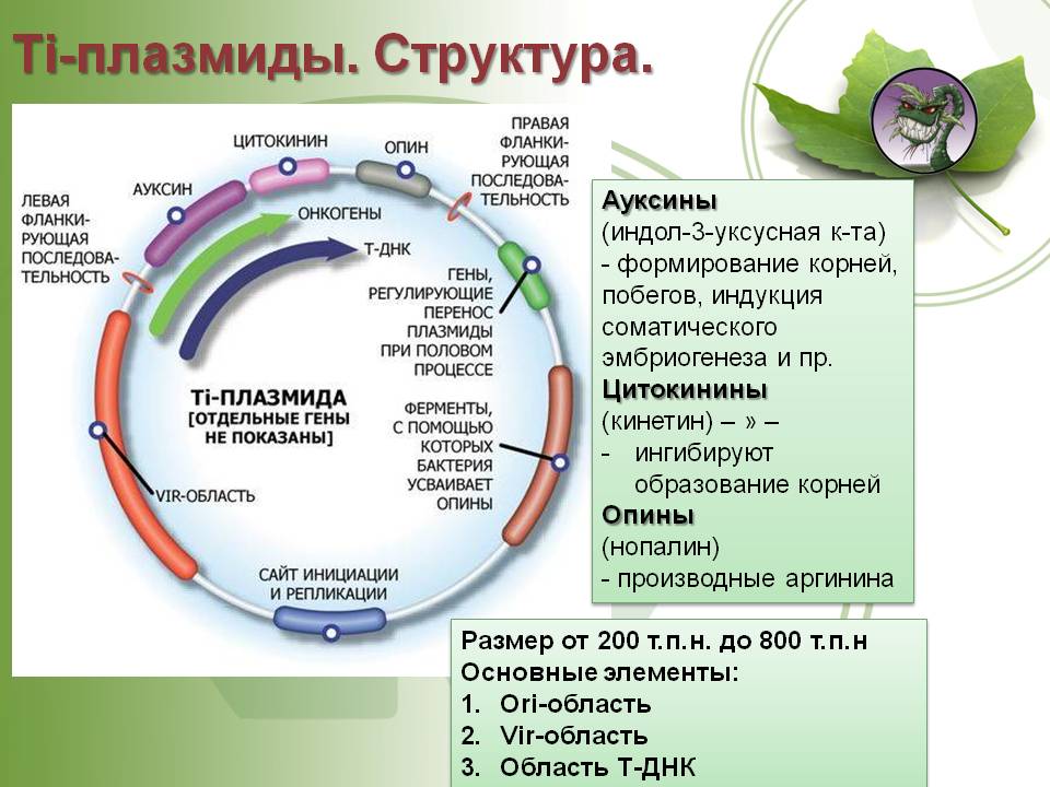 Ссылка кракен магазин